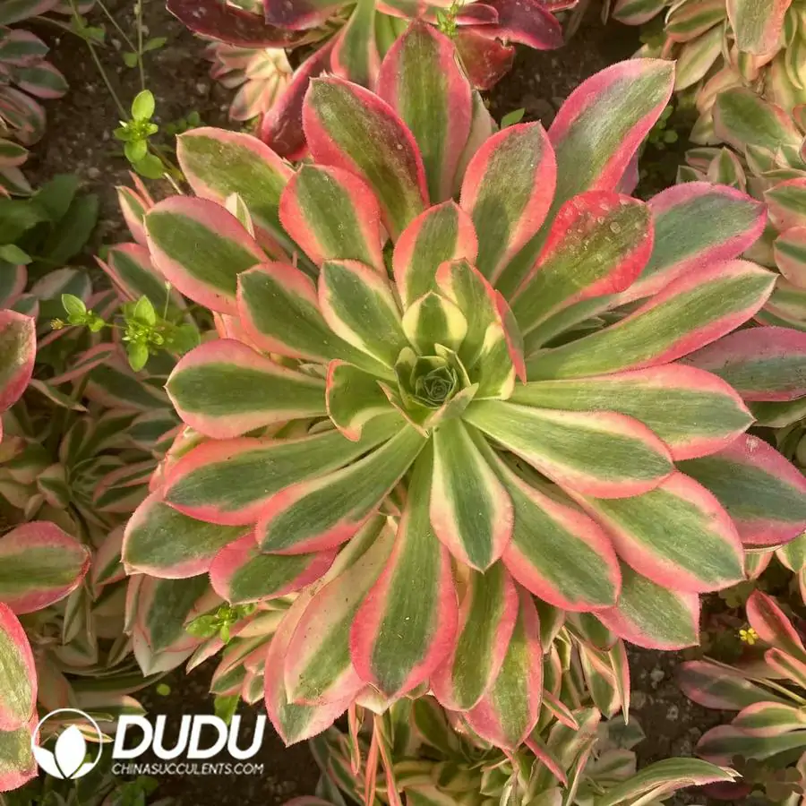 1742795370-e201.webp Aeonium Pink Witch Clustering - Image 1