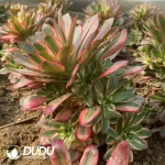 Aeonium Charm Gold Rose Variegated Clustering - Image 2