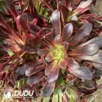 Aeonium Medusa Colorful Clustering