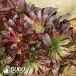 Aeonium Medusa Colorful Clustering - Image 2