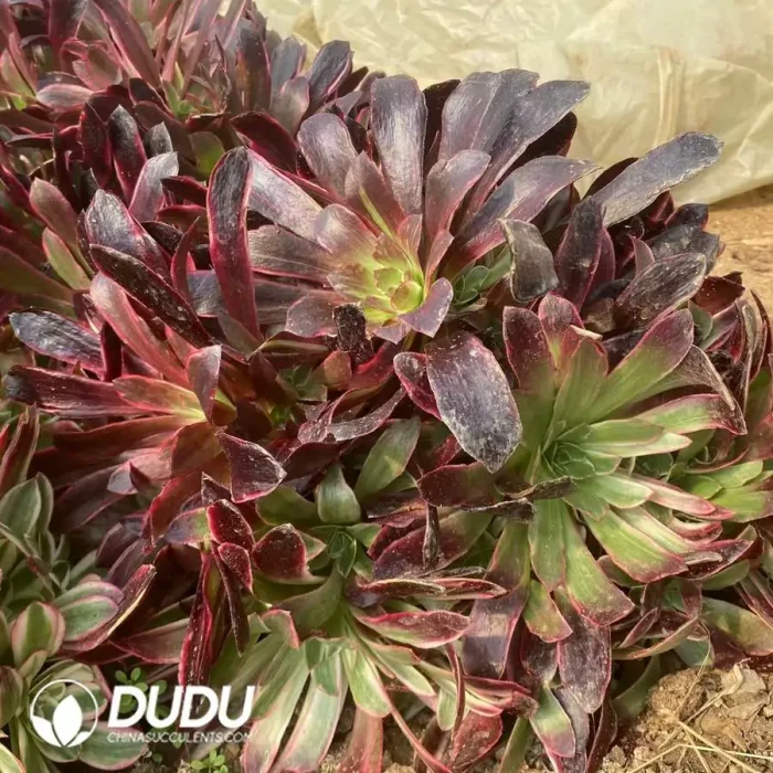 Aeonium Medusa Colorful Clustering - Image 2