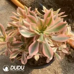 Aeonium Maple Leaf clustering