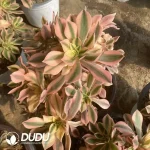 Aeonium Maple Leaf clustering - Image 2