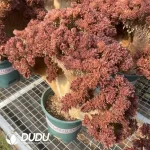 Aeonium Goddess Crested