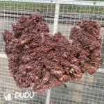 Aeonium Goddess Crested - Image 2