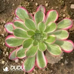 Aeonium Qingcheng Mutated