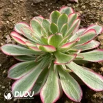 Aeonium Qingcheng Mutated - Image 2