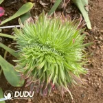 Aeonium Royal Chrysanthemum Cristate Grafted