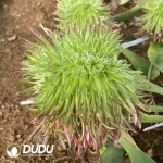 Aeonium Royal Chrysanthemum Cristate Grafted - Image 2