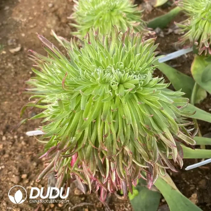 Aeonium Royal Chrysanthemum Cristate Grafted - Image 2