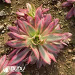 Aeonium Gray Peacock Variegated Clustering