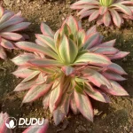 Aeonium Gray Peacock Variegated Clustering - Image 2