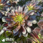 Aeonium Huana clustering