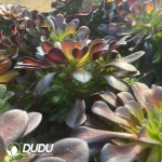 Aeonium Huana clustering - Image 2
