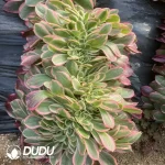 Aeonium Pink Girl

 Cristata