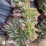 Aeonium Pink Girl

 Cristata - Image 2