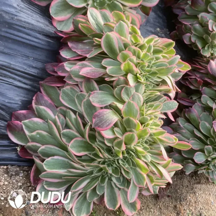 Aeonium Pink Girl

 Cristata - Image 2