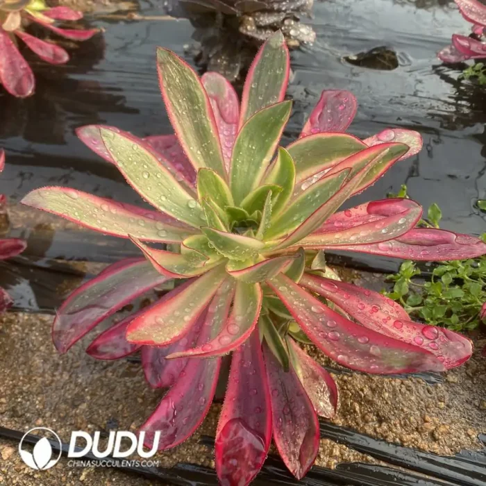 Aeonium FlameClustering - Image 2