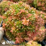 Aeonium Sedifolium Variegated Clustering