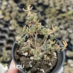 Dicrocaulon Elfin (MD-16) - Image 2