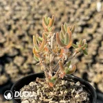 Dicrocaulon Soft Sweets (MD-22)