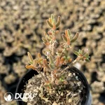 Dicrocaulon Soft Sweets (MD-22) - Image 2