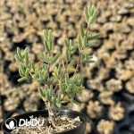 Dicrocaulon Pencil (MD-18)