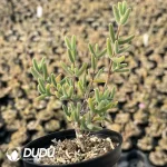 Dicrocaulon Pencil (MD-18) - Image 2