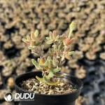 Dicrocaulon Star Prince (MD-28)
