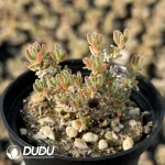 Dicrocaulon Red Flash (MD-7)