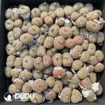 Conophytum Taizhimo (Pot)