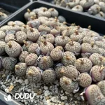 Conophytum Taizhimo (Pot) - Image 2