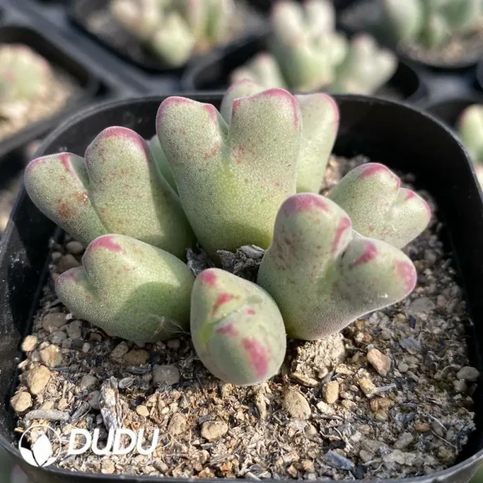 Conophytum Shavenlia Clustering - Image 2