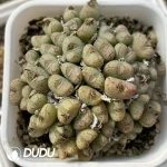 Conophytum Smiling Face Clustering