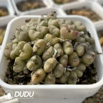 Conophytum Smiling Face Clustering - Image 2