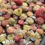 Conophytum Green Hybrid (pot)