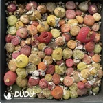 Conophytum Green Hybrid (pot) - Image 2