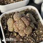 Conophytum Qing Ji Clustering - Image 2