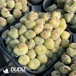 Conophytum luiseae Clustering - Image 2