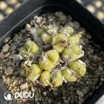 Conophytum-ectypum