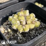 Conophytum-ectypum - Image 2