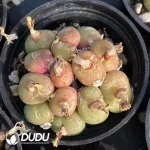 Conophytum Fluorescent Jade Clustering
