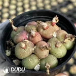 Conophytum Fluorescent Jade Clustering - Image 2