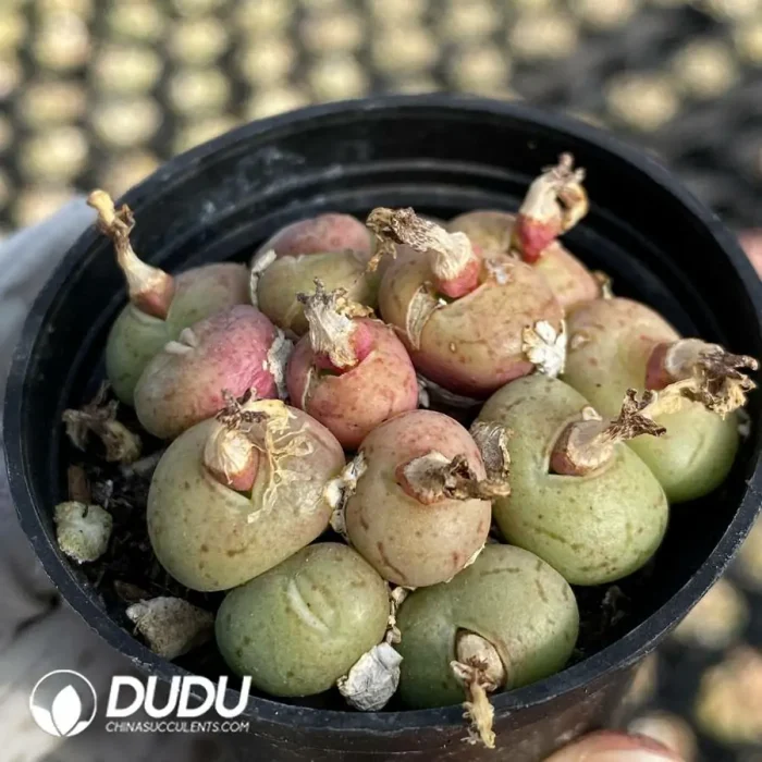 Conophytum Fluorescent Jade Clustering - Image 2