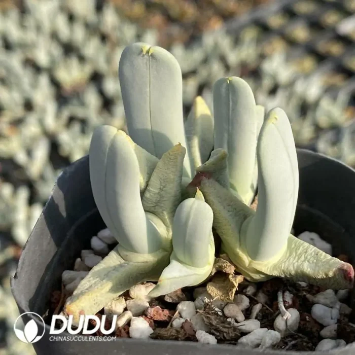 Conophytum Linear shrimp claws - Image 2