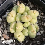 Conophytum Millet cone Clustering