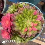 200MM Aeonium Zhifou Cluster