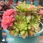 200MM Aeonium Zhifou Cluster - Image 2