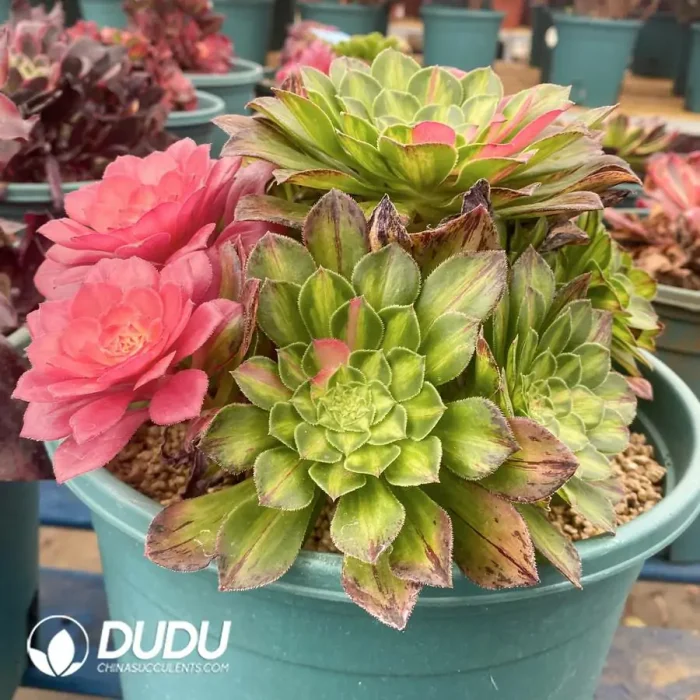 200MM Aeonium Zhifou Cluster - Image 2