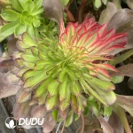 Aeonium Couple Mandarin Duck Cristata Grafted